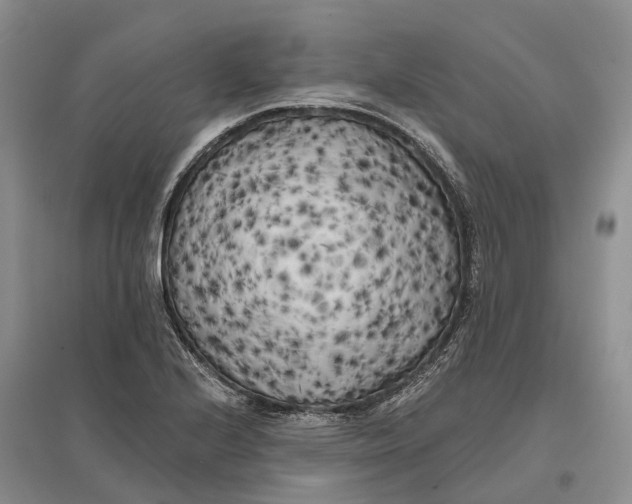 X0000096721224200802261645