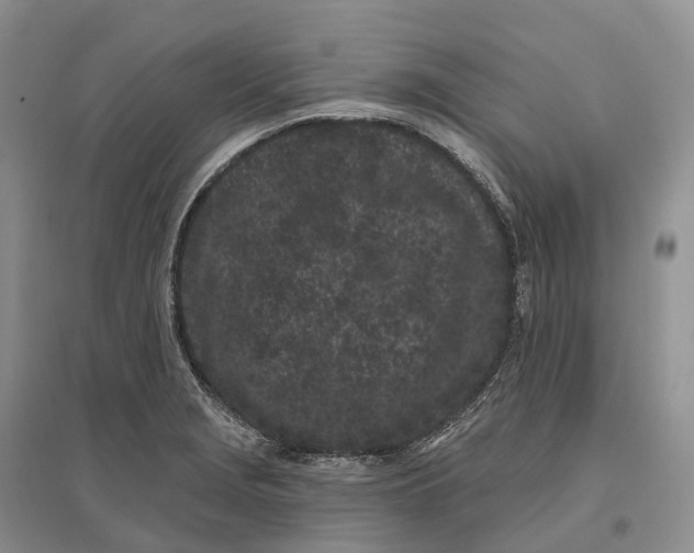 X0000096721229200802261645