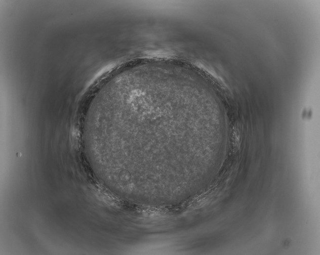 X0000096721254200802261645