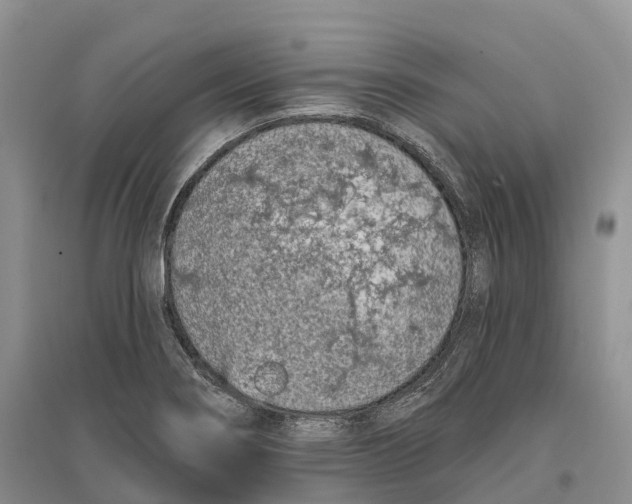 X0000096721274200802261645