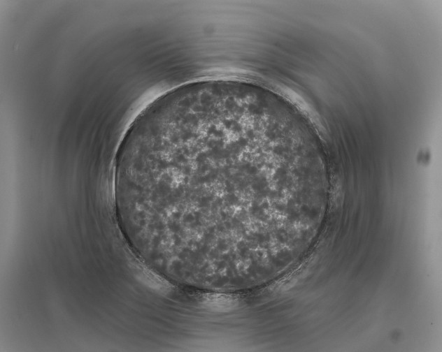 X0000096721275200802261645