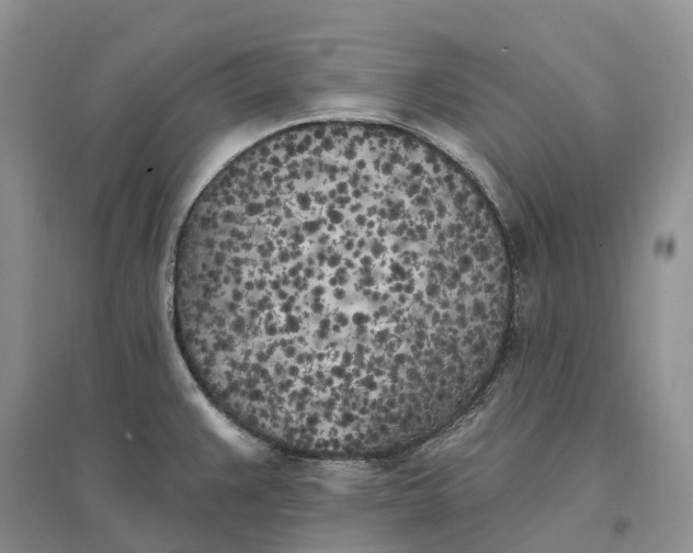 X0000096721383200802261643