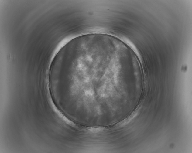 X0000096721389200802261643