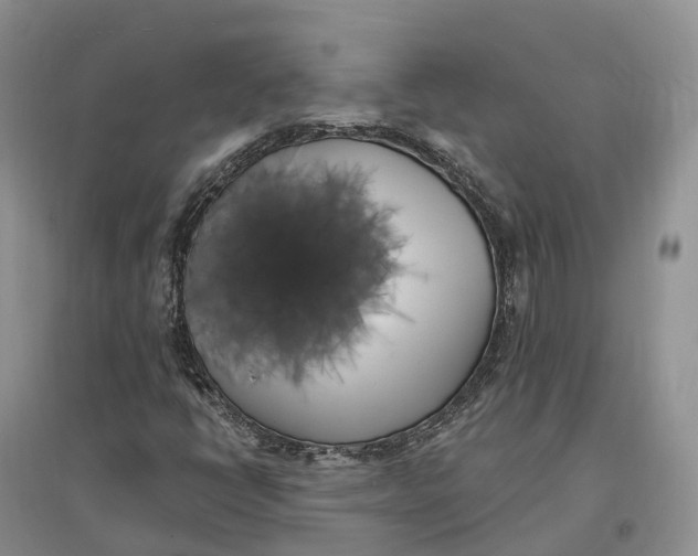 X0000096721398200802261642