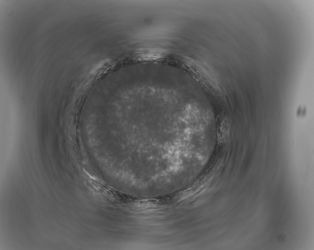 X0000096721441200802261642