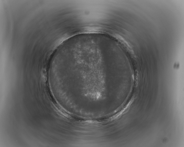 X0000096721449200802261642