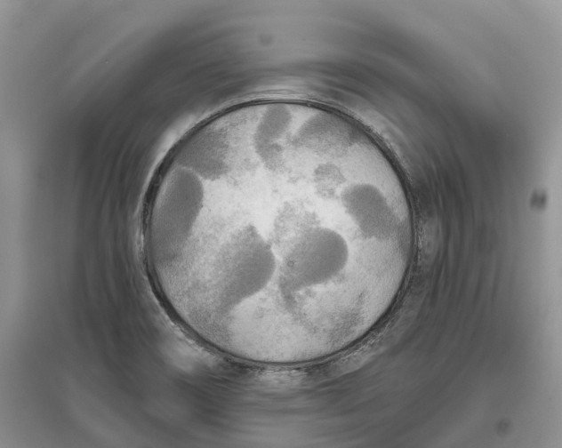 X0000096721466200802261642