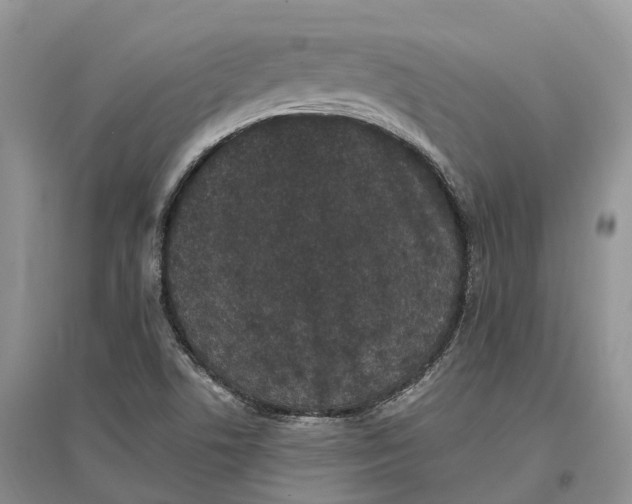 X0000096721506200802261641