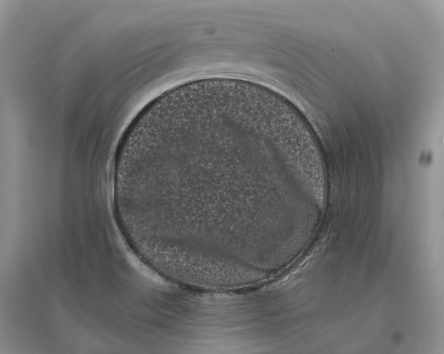 X0000096721515200802261641