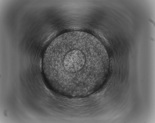 X0000096720024200803041411