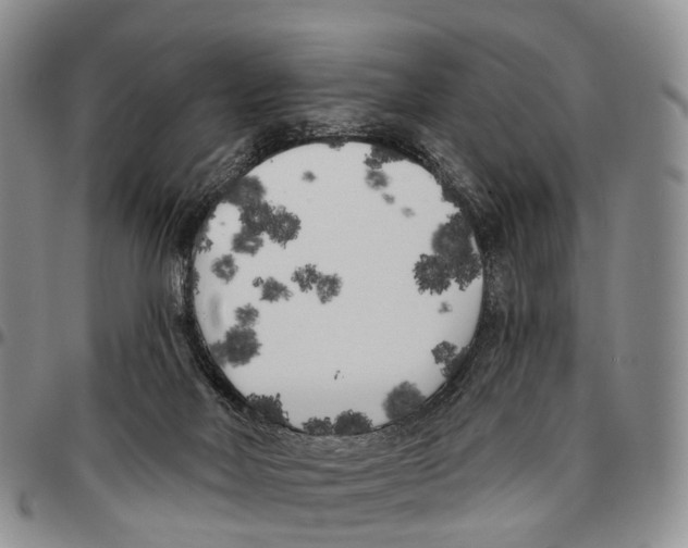 X0000096720026200803041411