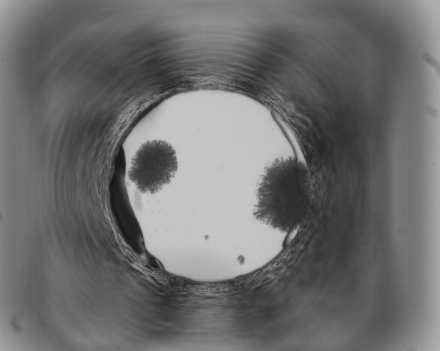 X0000096720241200803041407