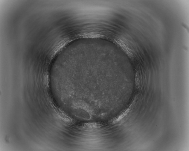 X0000096720351200803041406