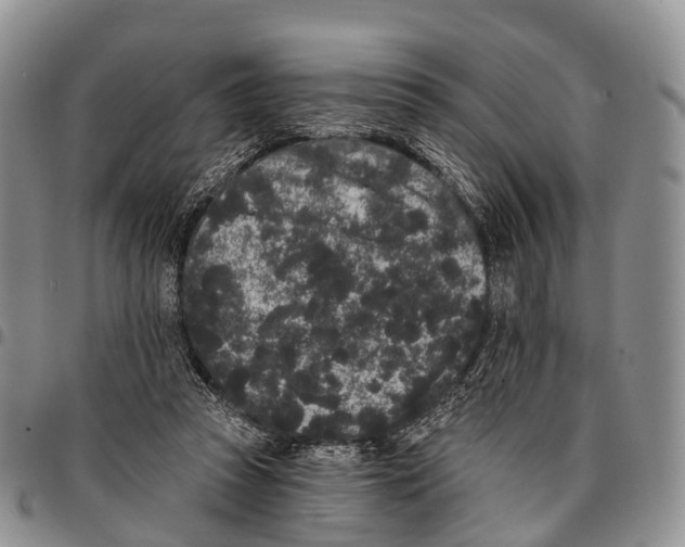 X0000096720353200803041406