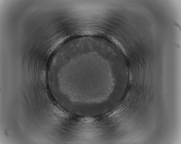 X0000096720444200803041405