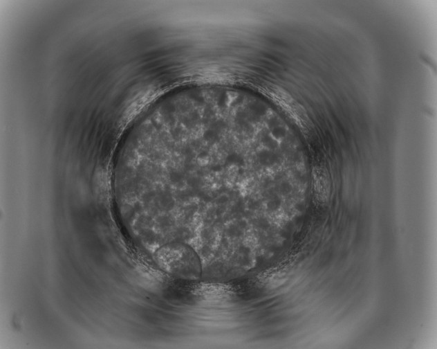 X0000096720487200803041404