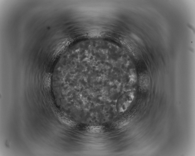 X0000096720495200803041404