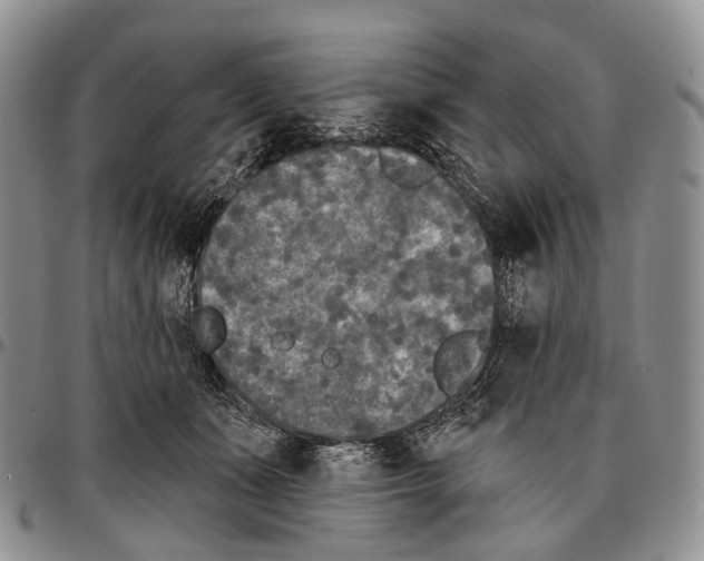 X0000096720511200803041404