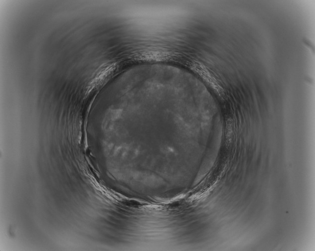 X0000096720585200803041403