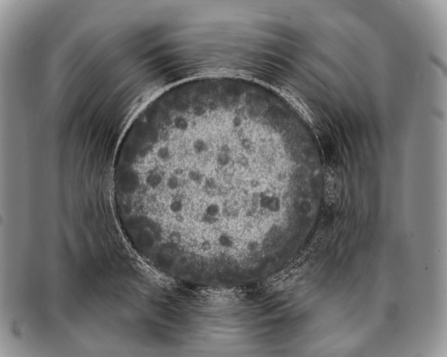 X0000096720895200803041359