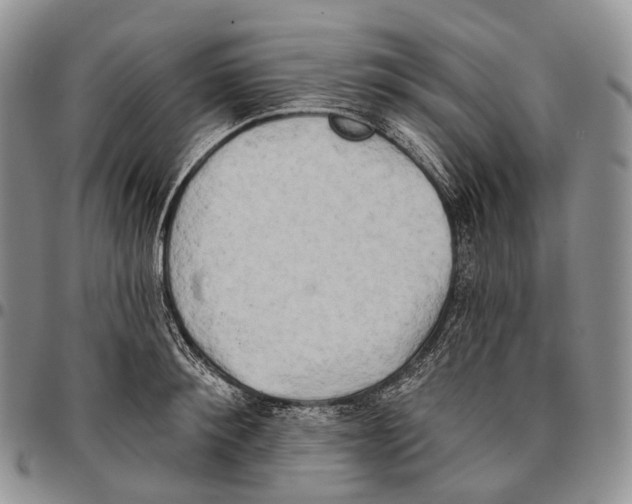 X0000096720900200803041359