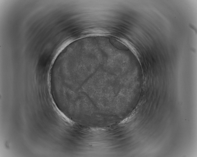 X0000096721243200803041355