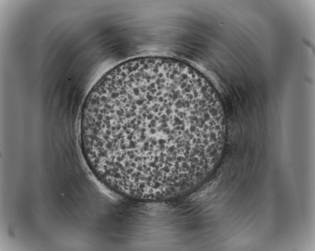 X0000096721383200803041353