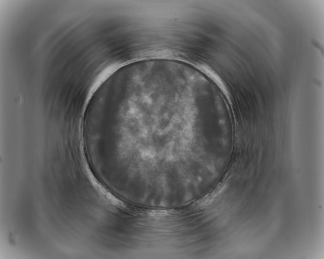 X0000096721389200803041353