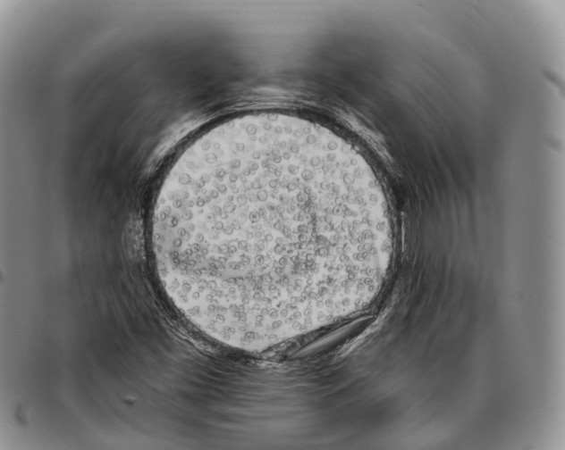 X0000096721453200803041352