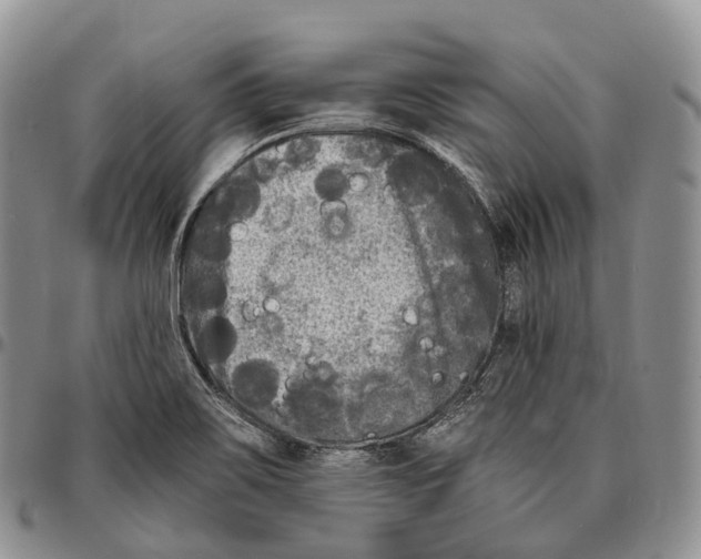 X0000096721467200803041352