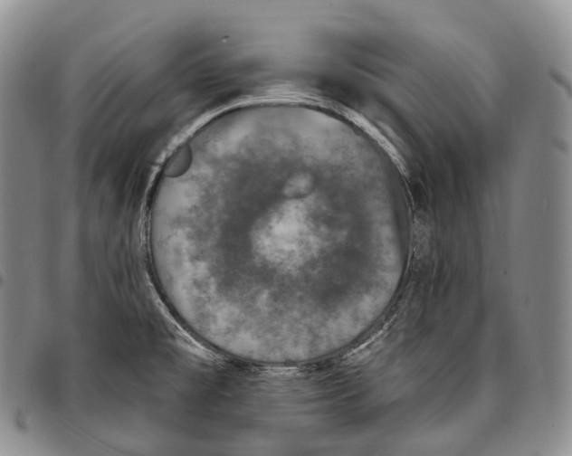 X0000096721477200803041351