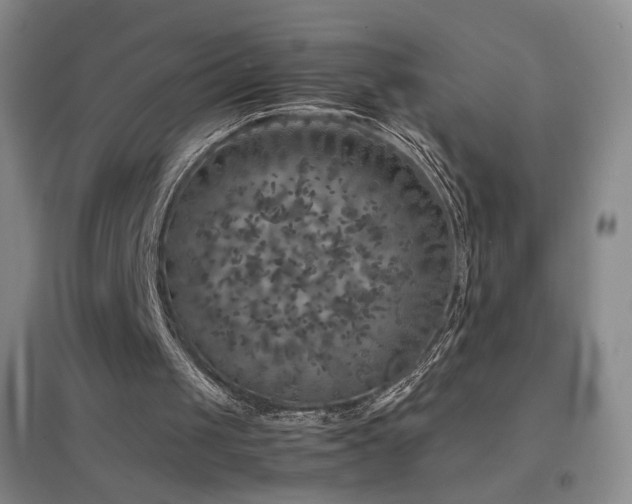 X0000096730049200802051450