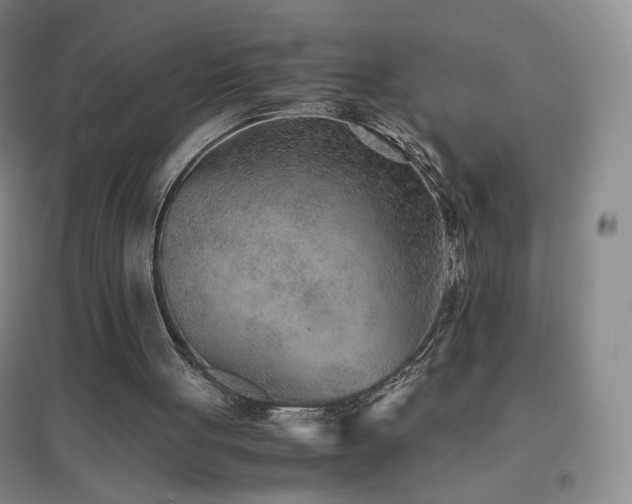 X0000096730051200802051450