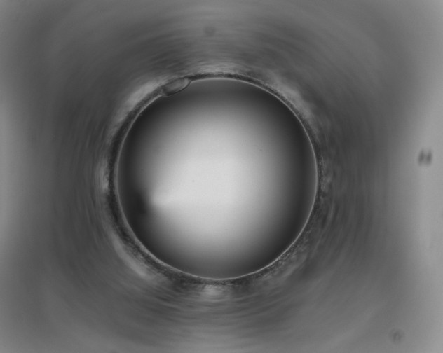 X0000096730060200802051450