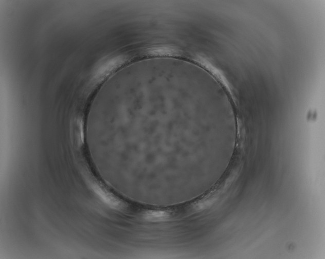 X0000096730061200802051450