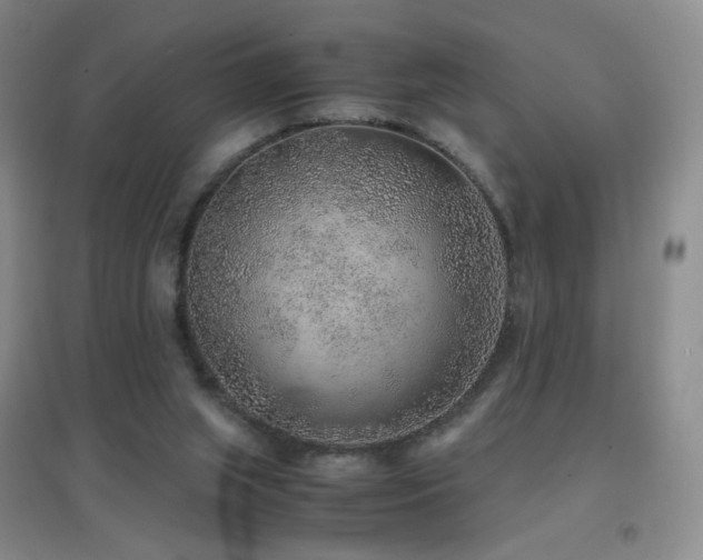 X0000096730063200802051450