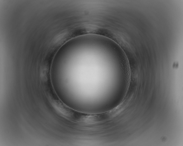 X0000096730082200802051451