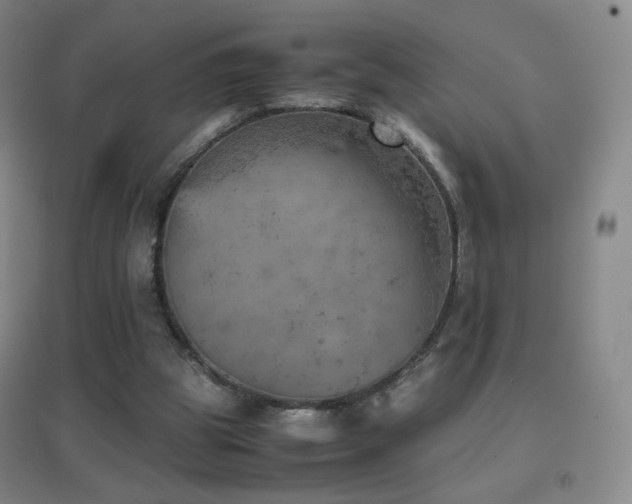 X0000096730153200802051449