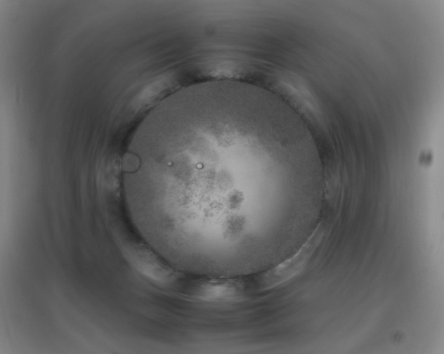 X0000096730175200802051449