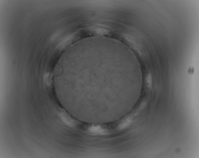 X0000096730177200802051449