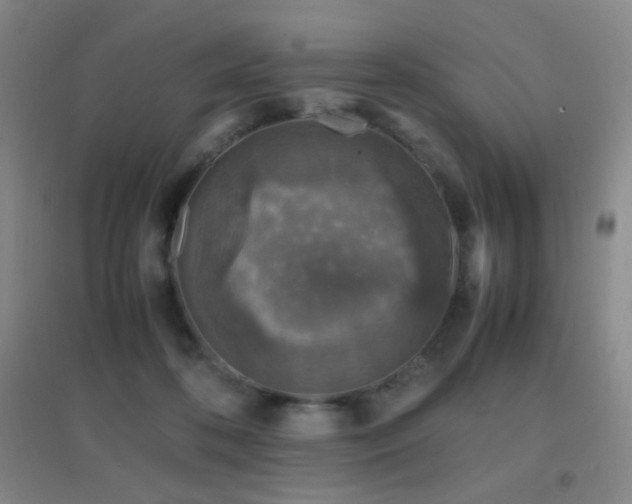 X0000096730316200802051447