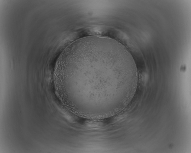 X0000096730331200802051446