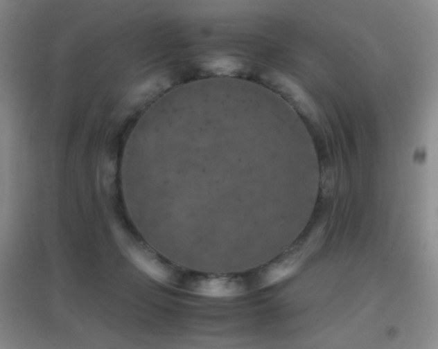 X0000096730365200802051446