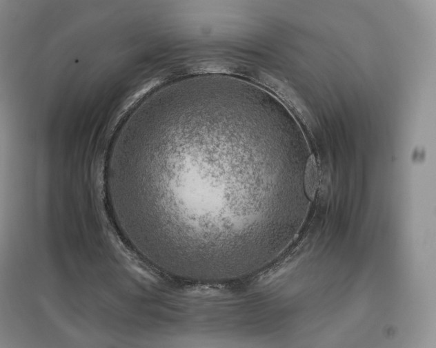 X0000096730386200802051445