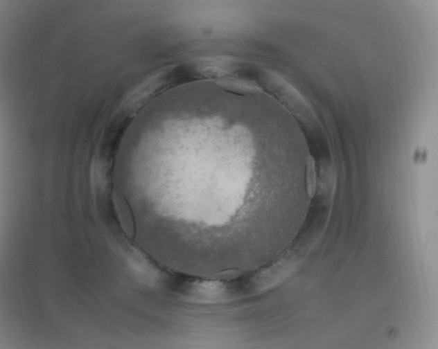 X0000096730409200802051445