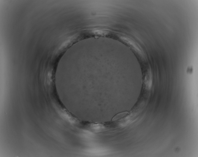 X0000096730424200802051445