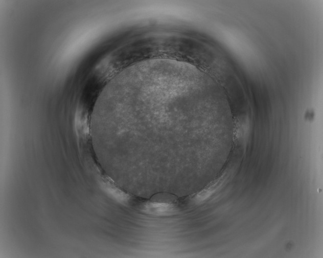 X0000096730431200802051445