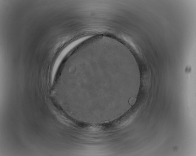 X0000096730495200802051444