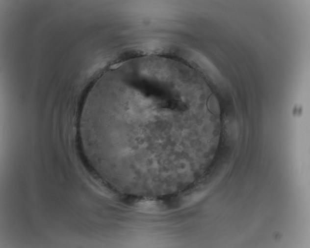 X0000096730499200802051443
