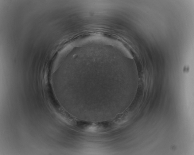 X0000096730504200802051443